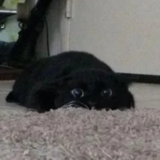🍑 cafa385f 猫, 黑猫, 宠物, 动物, 可爱, 家养动物 telegram sticker