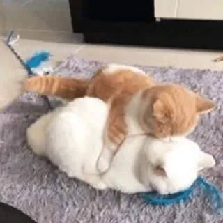 🍑 cecae23b 猫, 猫, 小猫, 小猫, 玩耍, 动物, 宠物 telegram sticker