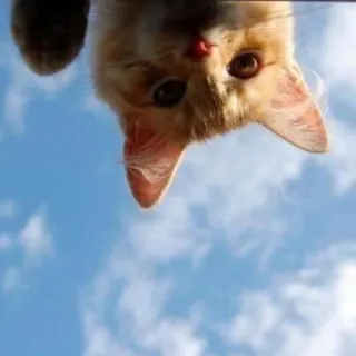 🍑 d349a67a 猫, 小猫, 天空, 可爱, 动物, 宠物 telegram sticker