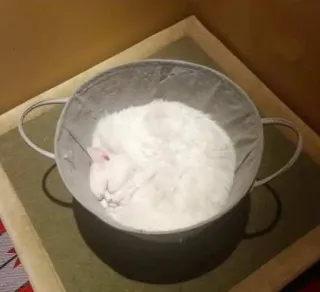 🍑 dafbf6ae 兔子, 宠物, 动物, 白色, 睡觉, 室内, 碗 telegram sticker