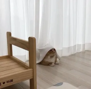 🍑 e0ea36c3 猫, 小猫, 宠物, 可爱, 动物, 家养, 窗帘, 躲藏 telegram sticker