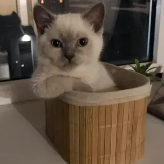 🍑 ec0d6b02 猫, 小猫, 可爱, 动物, 宠物, 盒子 telegram sticker