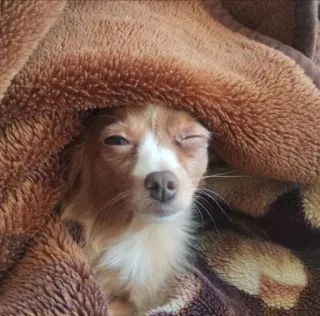 🐁 12e82eee สุนัข, ชิวาวา, ผ้าห่ม, อบอุ่น, น่ารัก, สัตว์, สัตว์เลี้ยง, ง่วง telegram sticker