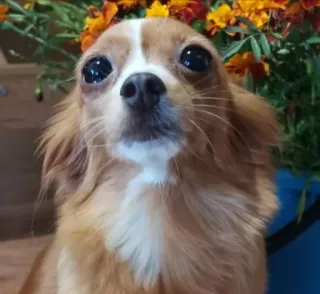 🥺 24740f43 หมา, ชิวาวา, สัตว์เลี้ยง, สัตว์, น่ารัก, ตา telegram sticker