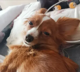 😶 2653c37d หมา, สัตว์เลี้ยง, สัตว์, ชิวาวา, น่ารัก, สัตว์เลี้ยง telegram sticker