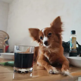 🍻 2c3c3c6b หมา, สัตว์เลี้ยง, เครื่องดื่ม, สัตว์, โต๊ะ, สัตว์เลี้ยง telegram sticker