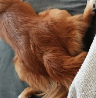 Motil'da telegram stickers