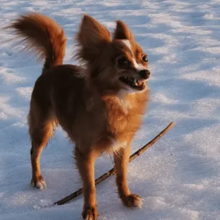 😡 46081586 สุนัข, หิมะ, สัตว์, สัตว์เลี้ยง, ฤดูหนาว, ชิวาวา, หมาเล็ก telegram sticker