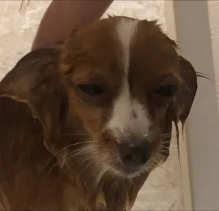 😞 55de80ce หมา, สัตว์, ลูกหมา, เปียก, น่ารัก, ภาพเหมือน, สัตว์เลี้ยง telegram sticker