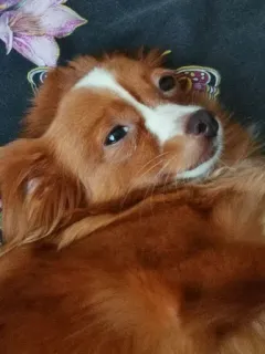 😽 5e8c3509 หมา, สัตว์เลี้ยง, สัตว์, น่ารัก, สีน้ำตาล, ภาพเหมือน telegram sticker