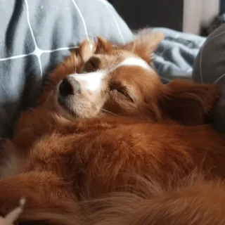 😴 69c4bddb หมา, นอนหลับ, สัตว์, น่ารัก, สัตว์เลี้ยง, สัตว์เลี้ยง telegram sticker