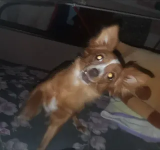 🦁 6c8b3089 หมา, สัตว์เลี้ยง, สัตว์, ชิวาวา, น่ารัก telegram sticker