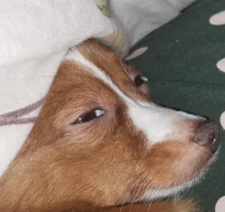 😬 728e4d13 หมา, นอนหลับ, สัตว์, สัตว์เลี้ยง, น่ารัก, ผ่อนคลาย telegram sticker