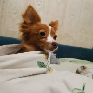 🐰 7dc01a69 หมา, ชิวาวา, สัตว์เลี้ยง, สัตว์, น่ารัก, เตียง telegram sticker