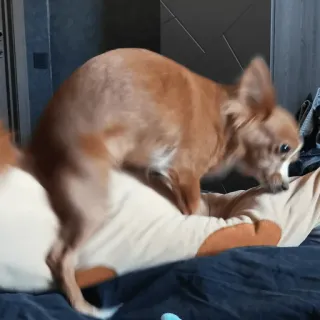 🥵 883b028c หมา, ชิวาวา, สัตว์, สัตว์เลี้ยง telegram sticker