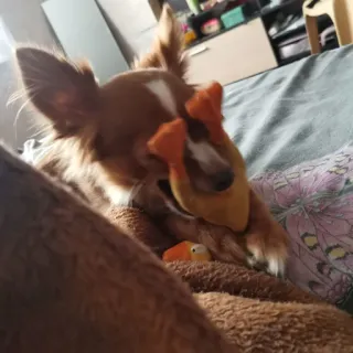 🥵 aa06100d หมา, ชิวาวา, สัตว์เลี้ยง, สัตว์, ของเล่น, เป็ด, น่ารัก telegram sticker