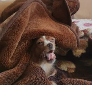 🤪 bc9c5f30 หมา, ผ้าห่ม, น่ารัก, สัตว์, สัตว์เลี้ยง, หาว telegram sticker