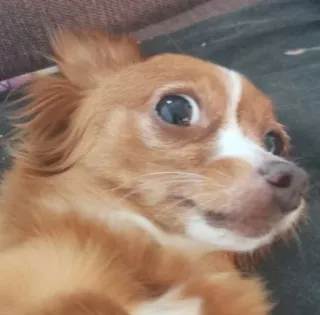 😱 d80b41ff สุนัข, สัตว์เลี้ยง, สัตว์, น่ารัก, ชิวาวา, ภาพเหมือน telegram sticker