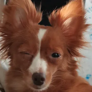 😉 db161bee หมา, สัตว์เลี้ยง, สัตว์, น่ารัก, ขยิบตา telegram sticker