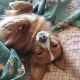 ☺️ e52a8e68 หมา, สัตว์เลี้ยง, สัตว์, น่ารัก, สีน้ำตาล, เตียง, ผ่อนคลาย telegram sticker