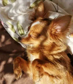 😪 f60e2471 หมา, ชิวาวา, นอนหลับ, สัตว์เลี้ยง, สัตว์, น่ารัก, ในบ้าน telegram sticker