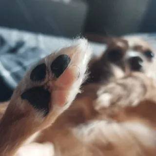 👣 f840b20c หมา, อุ้งเท้า, สัตว์, น่ารัก, สัตว์เลี้ยง, เลี้ยง, ชิวาวา telegram sticker