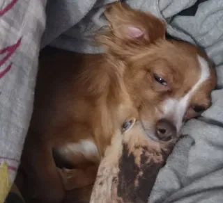 😥 faa9c6f5 หมา, ชิวาวา, สัตว์เลี้ยง, สัตว์, น่ารัก, นอนหลับ telegram sticker