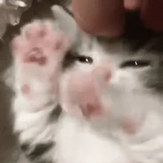 🥺 1523ab5f gatto, gattino, zampa, carino, animale, animale domestico whatsapp sticker