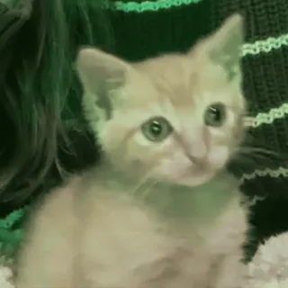 🥺 17309108 gattino, gatto, animale domestico, animale, carino, domestico whatsapp sticker
