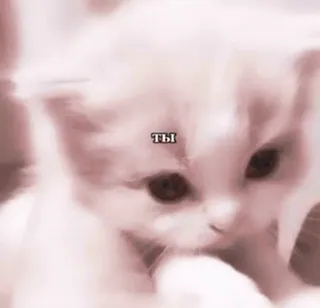 ❤️ 2c1e6bb1 ты gatto, gattino, carino, animale domestico, animale whatsapp sticker