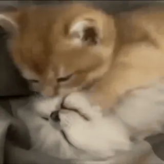 🥰 39738b0f gatti, baciare, affetto, animali, animali domestici whatsapp sticker