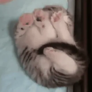 😴 427d44f3 gatto, gattino, animale, animale domestico, carino, dormire, pancia, peloso whatsapp sticker