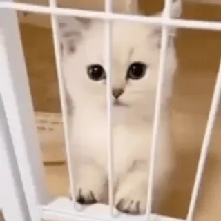 🥺 4ed1281a gatto, gattino, carino, animale, animale domestico, gabbia whatsapp sticker