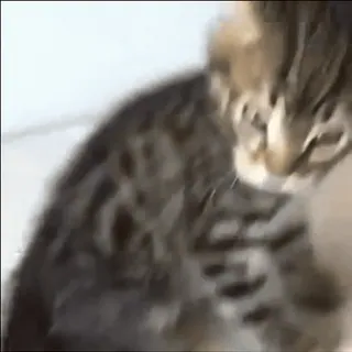 🤨 5d27f583 gatto, gattino, animale, animale domestico, animale domestico, felino, mammifero, tigrato whatsapp sticker