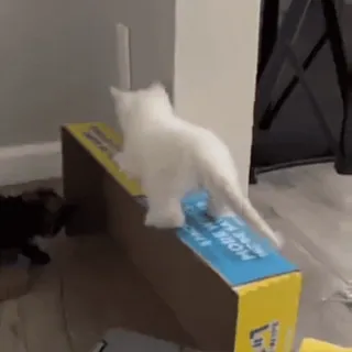 🥺 86f5fe34 gatto, cane, animali, animali domestici, animali da compagnia whatsapp sticker