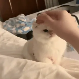 ❤️ 8a542315 gatto, animale domestico, animale, animale domestico, gatto bianco, accarezzare, mano whatsapp sticker