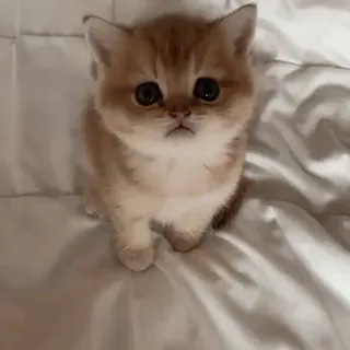 🥺 9655fc0d gattino, gatto, carino, animale domestico, animale whatsapp sticker