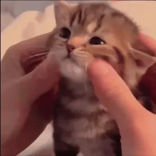 ☺️ baaa4c7c gatto, gattino, carino, animale, animale domestico, divertente whatsapp sticker