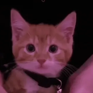 🩷 be343aa6 gatto, gattino, animale, animale domestico, carino, felino whatsapp sticker