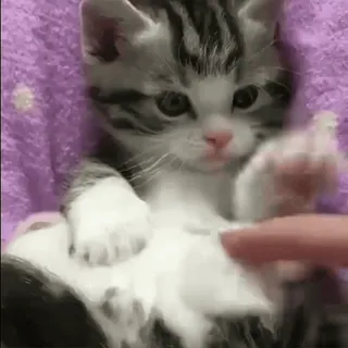 ☺️ df0c3266 gattino, gatto, animale domestico, carino, animale, felino, gatto domestico, tigrato whatsapp sticker