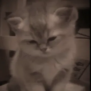 🥺 e675597f gatto, gattino, carino, animale, animale domestico, gatto domestico whatsapp sticker