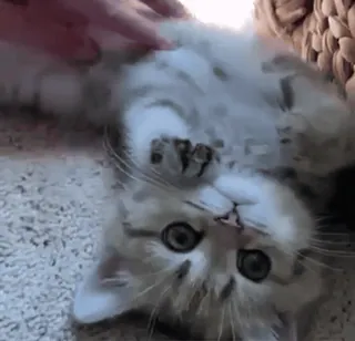 😊 f4251aba gatto, gattino, animale domestico, animale, carino, gatto domestico, mammifero whatsapp sticker