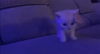 ☕ 2b650a7d mèo con, mèo, ghế sofa, động vật, thú cưng telegram sticker