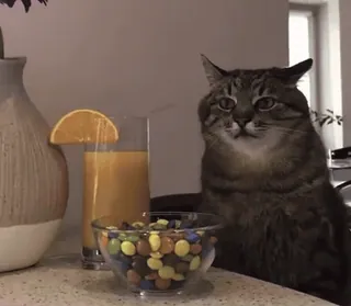 ☕ ee6ea247 mèo, nước cam, kẹo, thú cưng, đồ ăn, nước uống telegram sticker