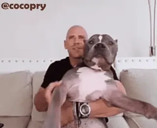 Johnny Sins😜 @MochaStickers telegram stickers