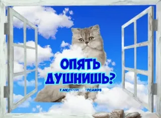 🌟 3e02a547 Опять душнишь? Katze, Meme, Russisch, Fenster, Himmel, Wolken, Lustig whatsapp sticker