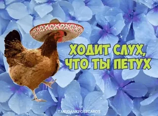 🌟 bd7b30fb ХОДИТ СЛУХ, ЧТО ТЫ ПЕТУХ Huhn, Sombrero, Humor, Beleidigung, Witz whatsapp sticker