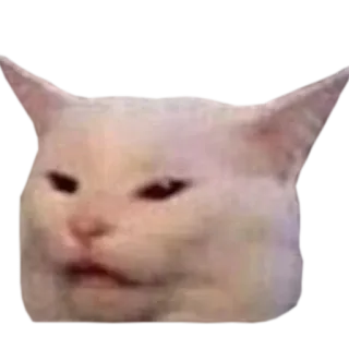 😕 374dca4f кот, мем, смешной, животное, белый кот, кот смадж whatsapp sticker