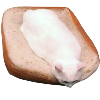 😔 550dfa2e кот, хлеб, смешной, животное, белый кот, буханка, ломоть хлеба whatsapp sticker