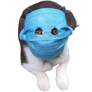 😷 575d6265 кот, маска, животное, маска для лица, домашнее животное, пандемия, коронавирус whatsapp sticker